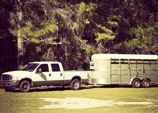 Horses in stable (photo)